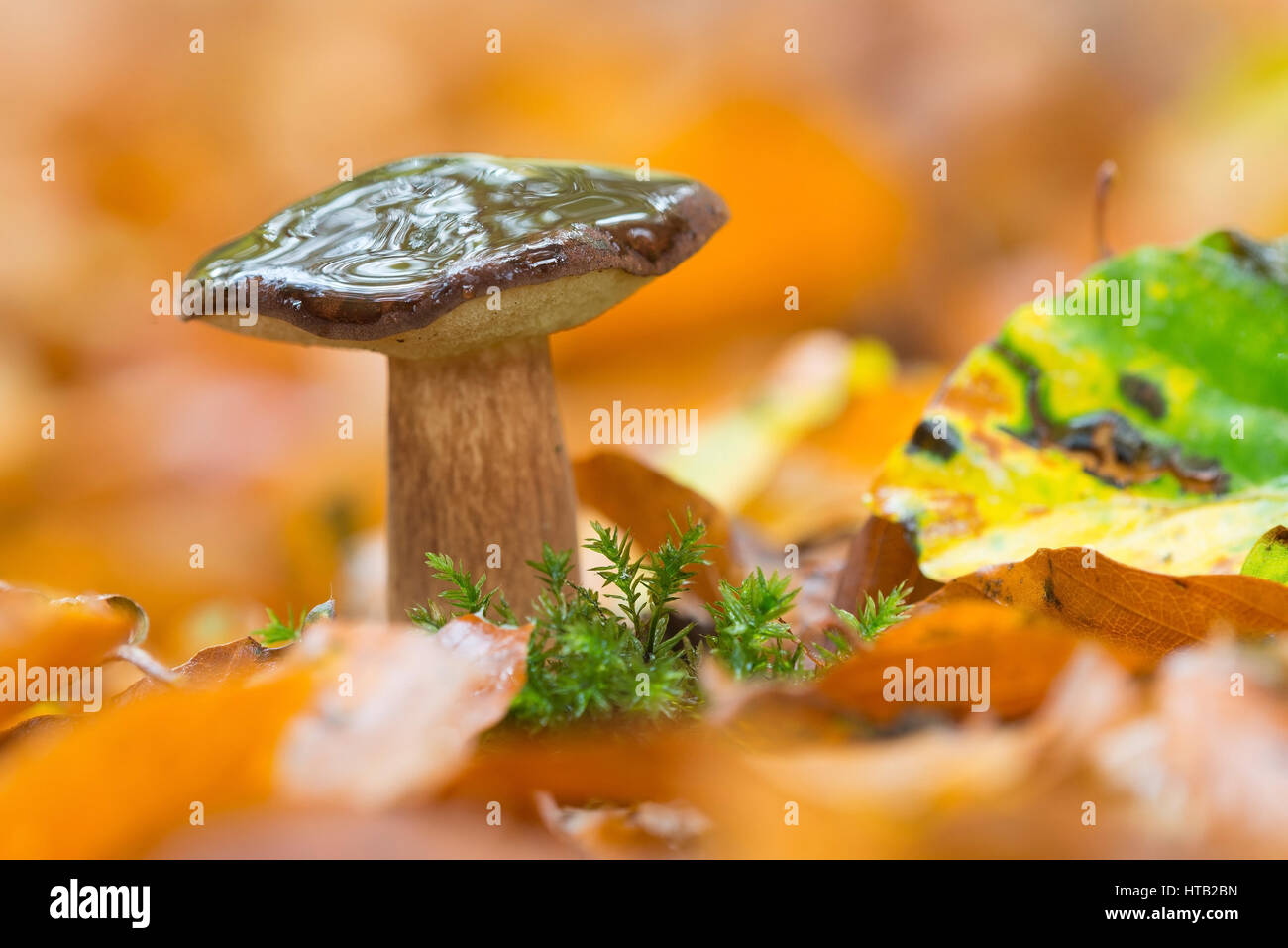 CEP, Essen Pilze, Pilze, Cep, ein Lebensmittel-Pilz im Herstlichen Holz, Maronen-Roehrling, Speisepilz, Pilze, Maronen-Röhrling, Ein Speisepilz ich Stockfoto