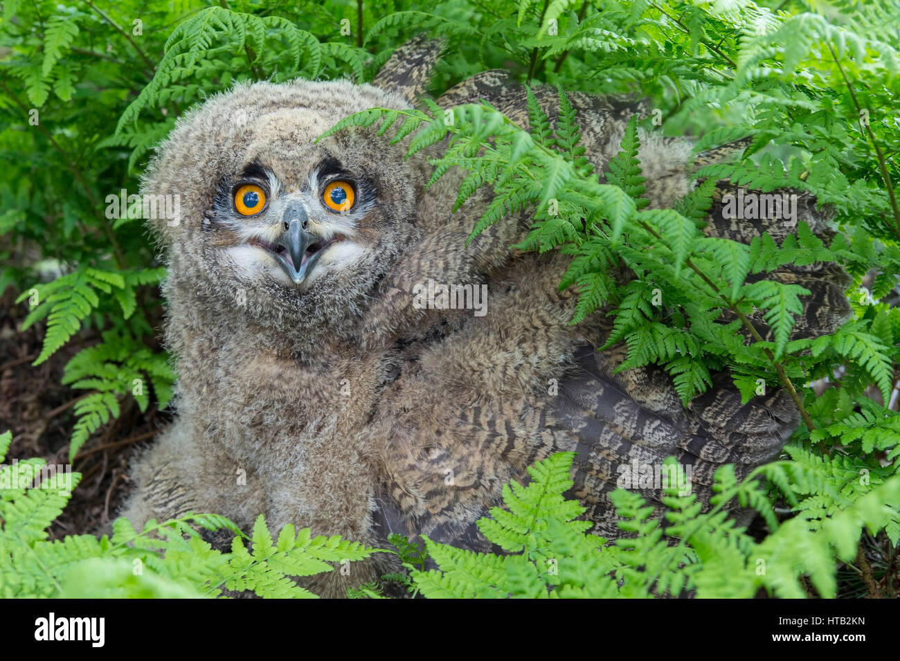 Junge Adler, Eule, Bubo Bubo, jungen Uhus, Junger Uhu, Junge Uhus  Stockfotografie - Alamy