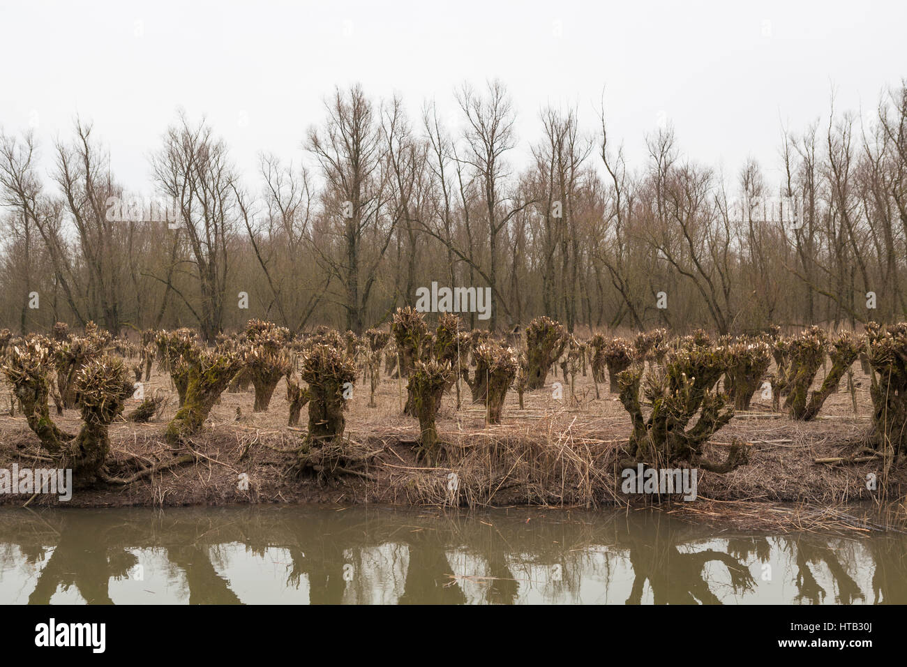 Niederlande-Landschaft mit Wasser und beschnittene Pollard Weiden im Frühjahr Stockfoto