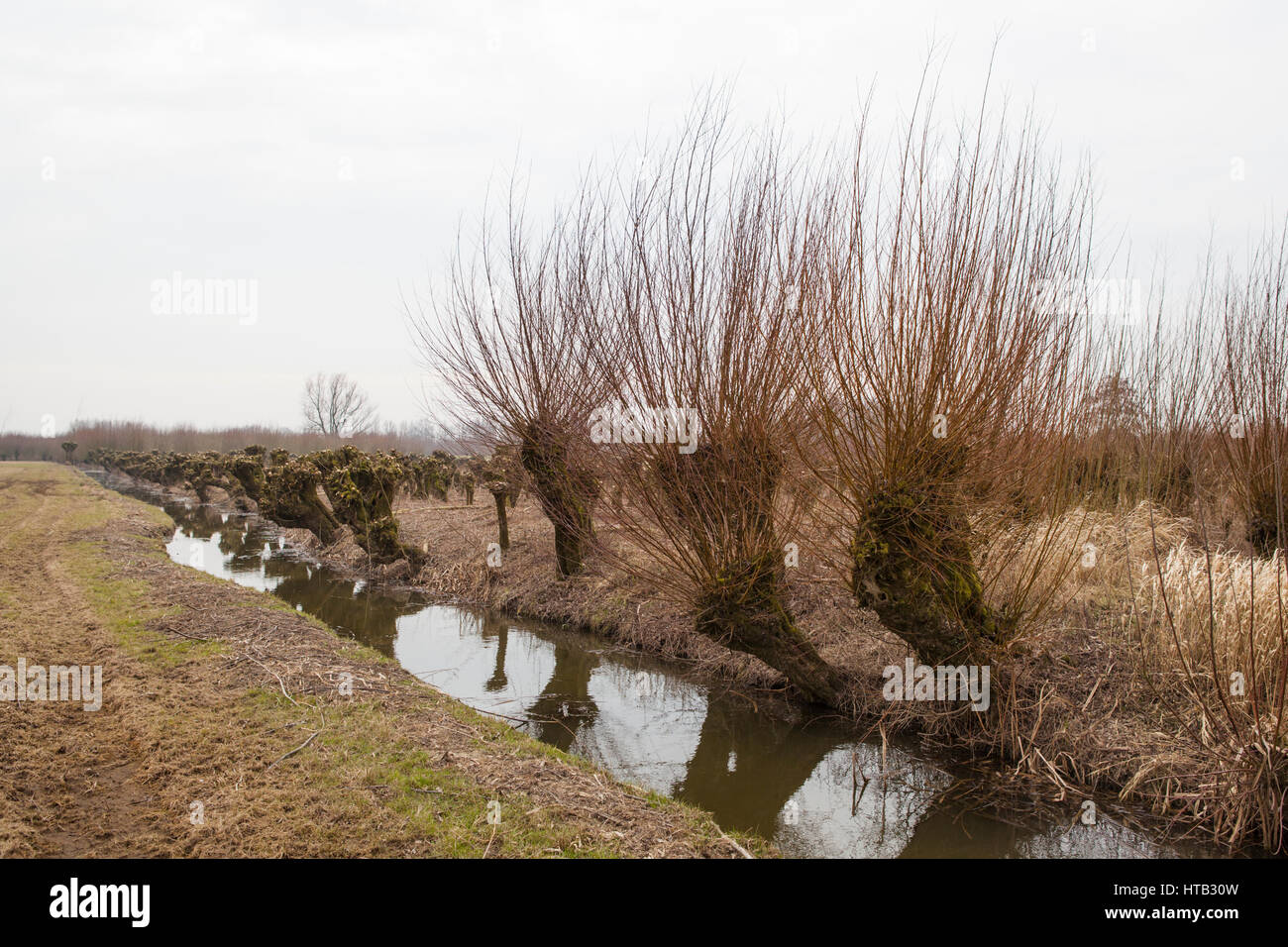 Niederlande-Landschaft mit gestutzten Pollard Weiden im Frühjahr Stockfoto