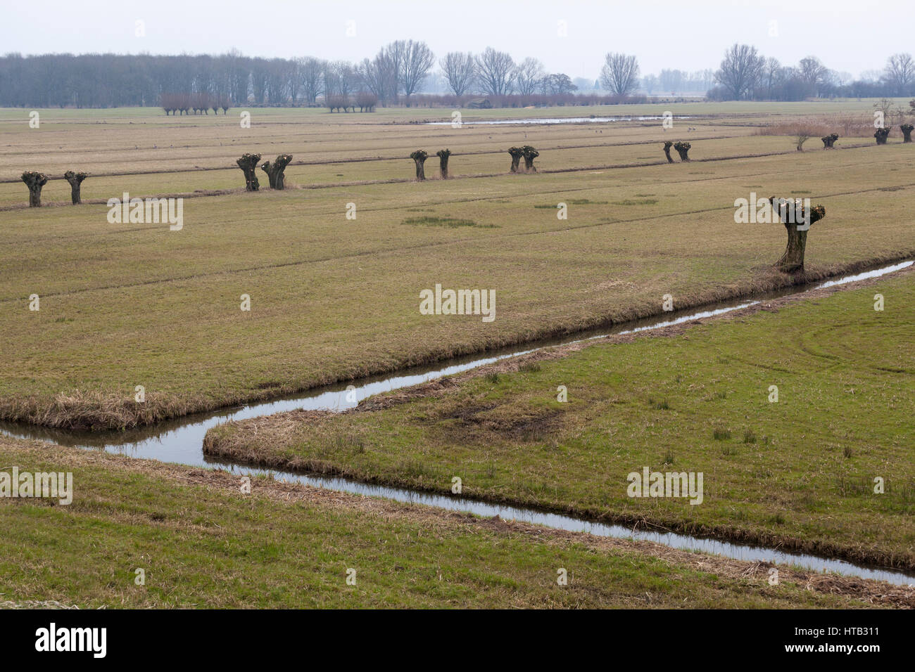 Niederlande-Landschaft mit Wiesen, Gräben und Pollard Weiden im Frühjahr beschnitten Stockfoto