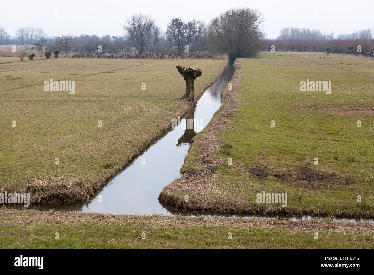 Niederlande-Landschaft mit Wiesen, Gräben und Pollard Weiden im Frühjahr beschnitten Stockfoto