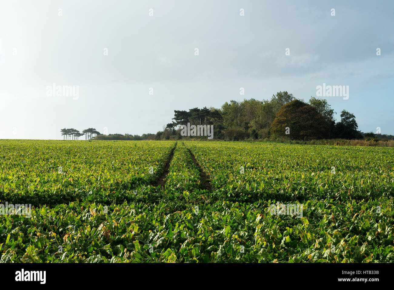 Zuckerrüben Ernte Bawdsey Suffolk UK Stockfoto