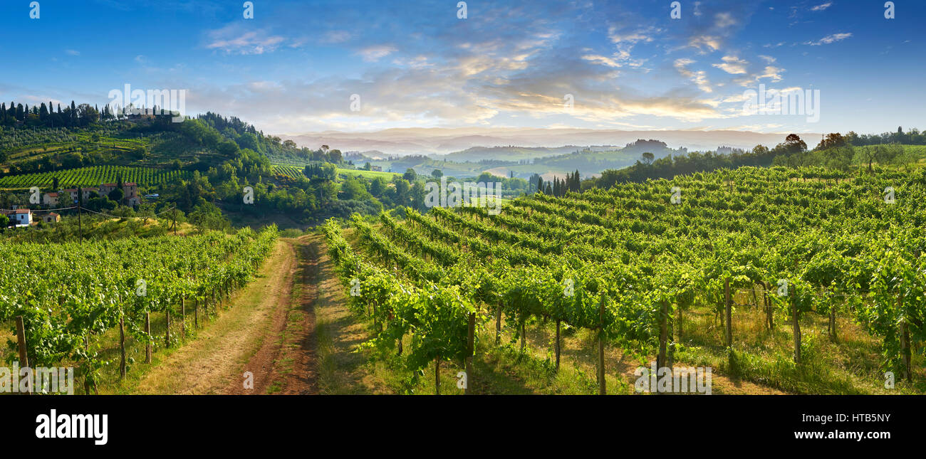 Chianti-Weinberge und Reben von San Gimignano bei Sonnenaufgang, Toskana Italien Stockfoto