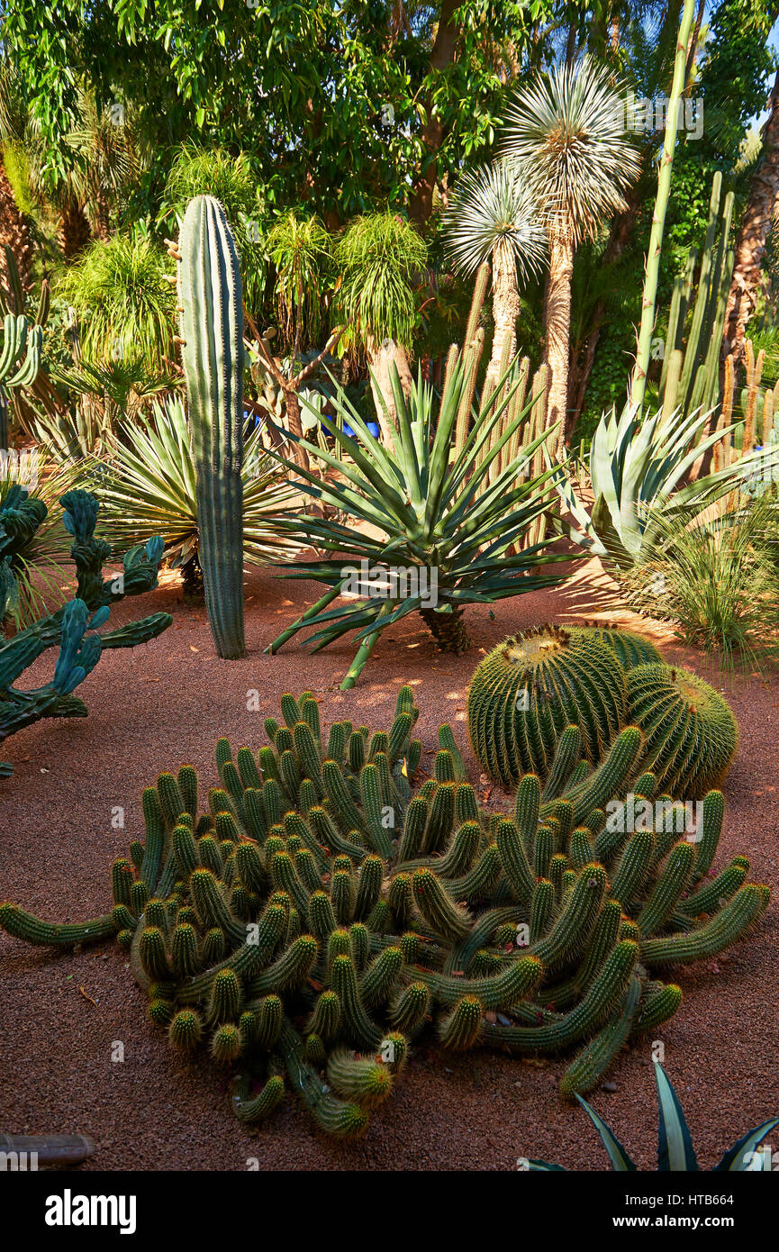 Catus in The Majorelle Garten Botanischer Garten, entworfen vom französischen Künstler Jacques Majorelle in den 1920er und 1930er Jahren, Marrakesch, Marokko Stockfoto