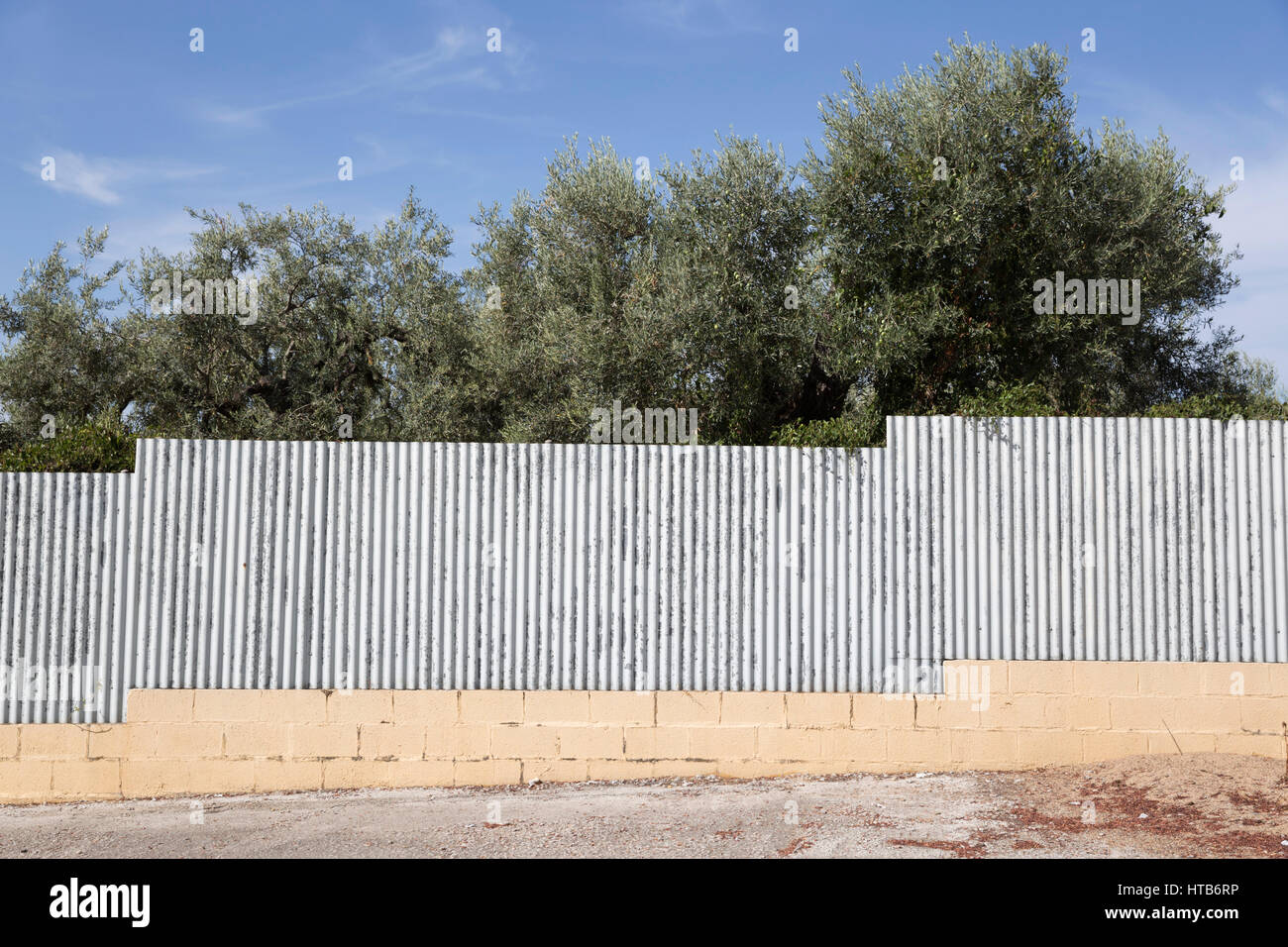 Wellblech Zaun und Olive Bäume Stockfoto
