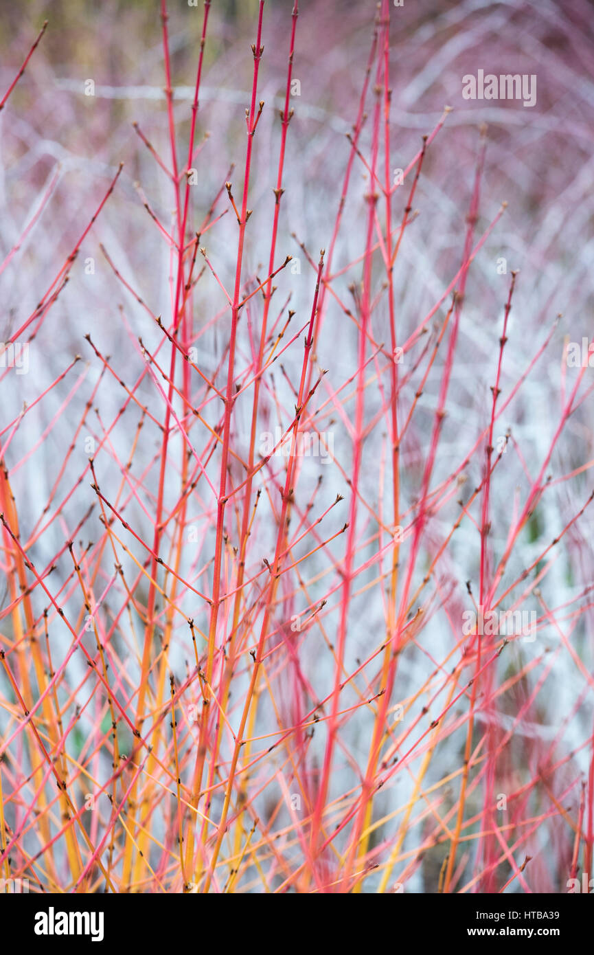 Cornus 'Midwinter Fire' sanguineaund. Hartriegel 'Midwinter Fire' farbig Stämme im Winter vor Rubus Biflorus RHS Wisley Gardens, Surrey, England Stockfoto