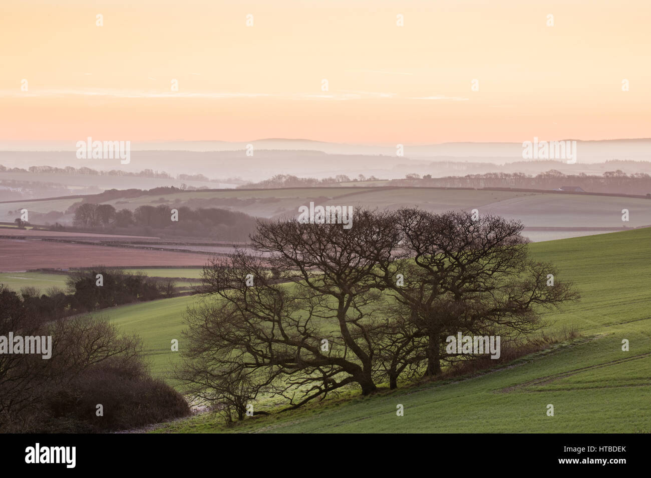 Morgendämmerung an einem frostigen Morgen im pinkeln Tal, Dorset, England, UK Stockfoto
