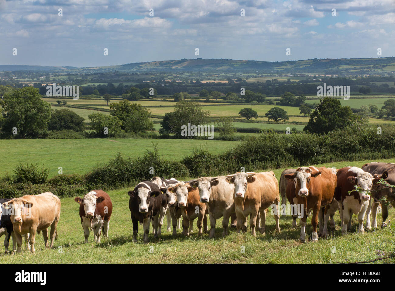 Kühe in Blackmore Vale, in der Nähe von Buckland Newton, Dorset, England, UK Stockfoto