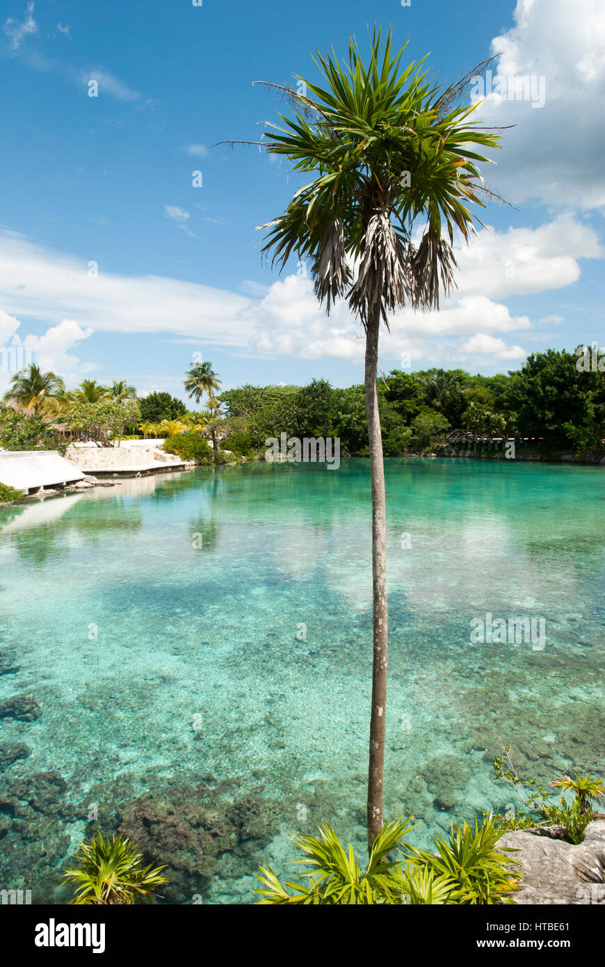 Die Palme neben der transparenten Wasser Lagune auf der Insel Cozumel (Mexiko). Stockfoto