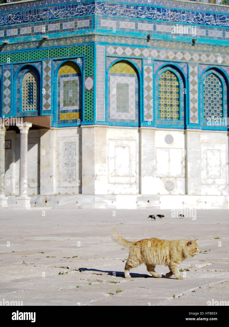 Eine gelbe streunende Katze, Wandern durch die Kuppel des Rock-Moschee in Jerusalem, Israel. Stockfoto