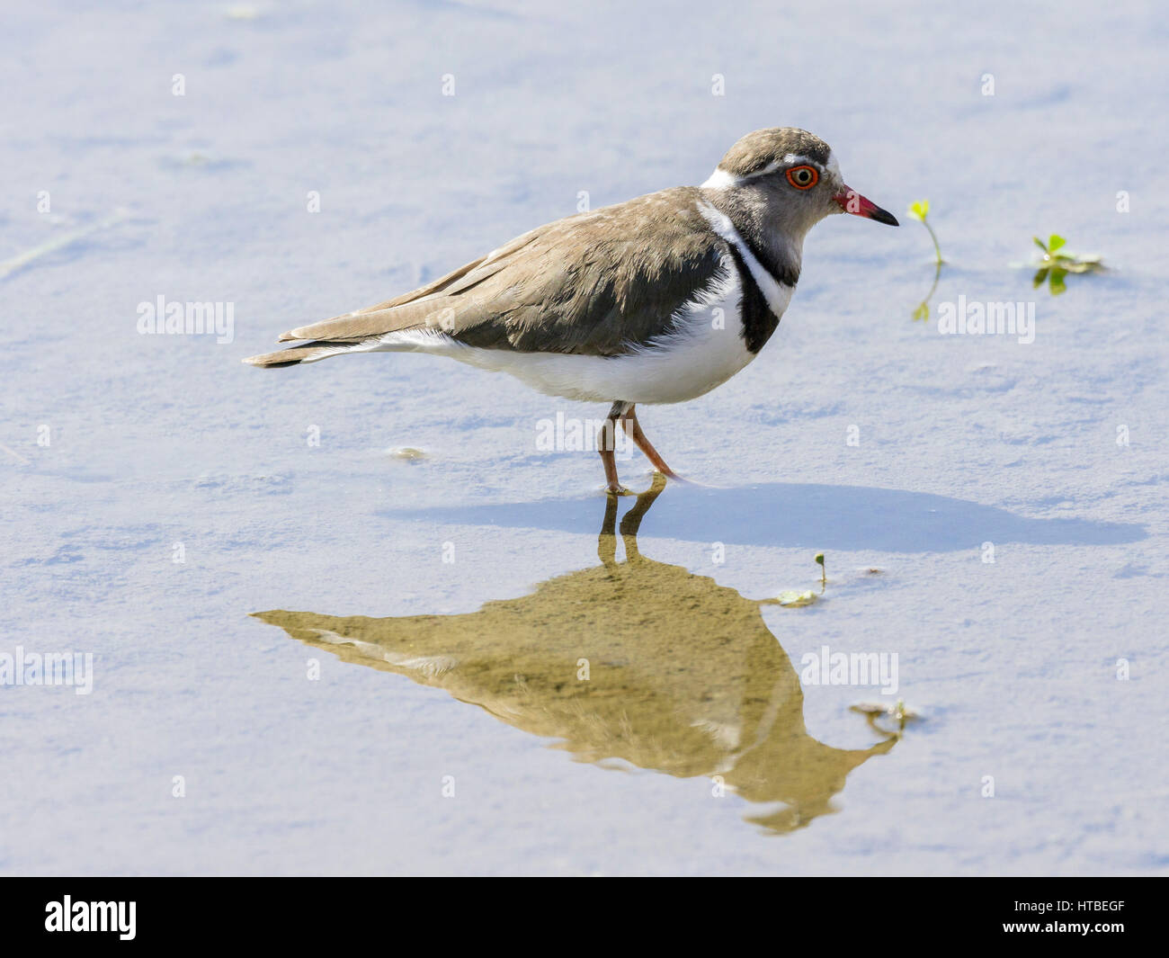 Drei-banded Plover (Charadrius tricollarius) im flachen Wasser, Kruger National Park, Mpumalanga, Südafrika Stockfoto