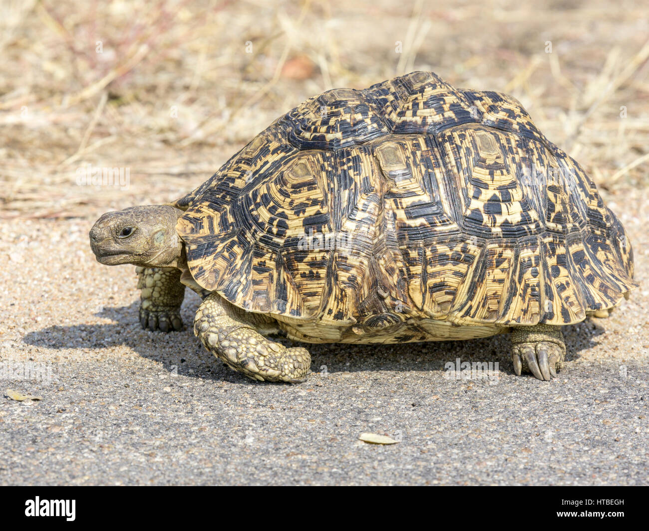Leopard Tortoise (Stigmochelys Pardalis), Krüger Nationalpark, Südafrika Stockfoto