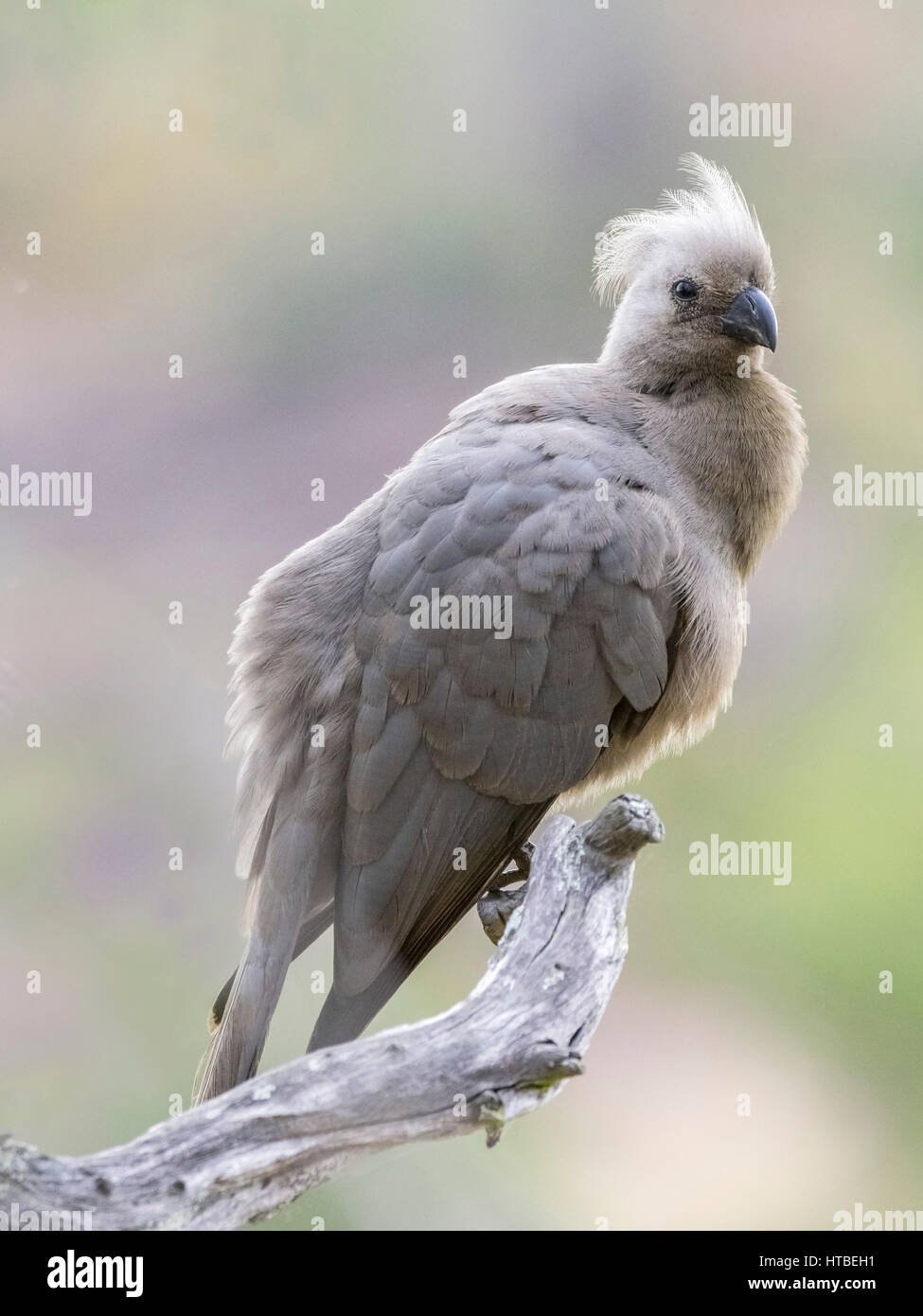 Grau-weg-bird (Corythaixoides concolor) sitzen auf Zweig, Shingwedzi Camp, Krüger NP, Limpopo, Südafrika Stockfoto