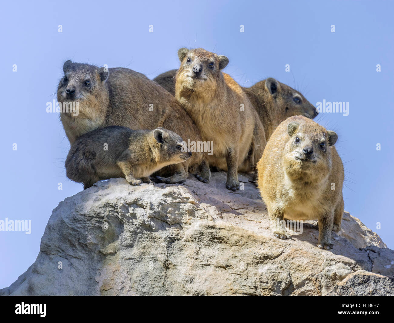 Rock oder Cape Hyrax (Procavia capensis), Mapungubwe National Park, Limpopo, Südafrika Stockfoto