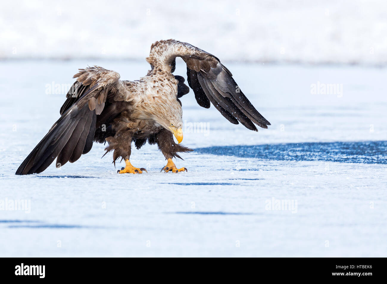 Eagle (Haliaeetus albicilla), bedrohlichen erwachsenen Vogel auf einem zugefrorenen See, Gostynińsko-Włocławski Park, Polen Stockfoto