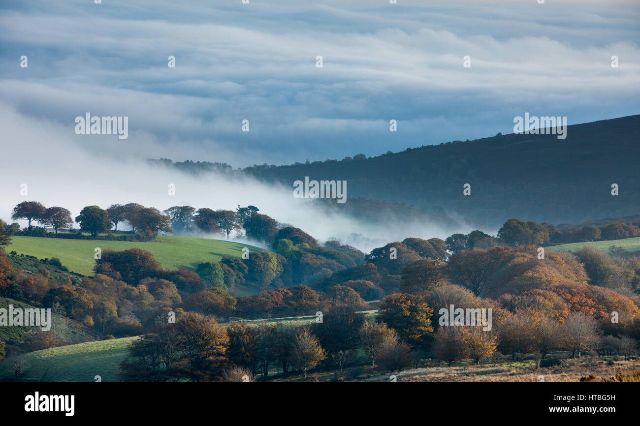 Nebel in Bagley Combe in der Morgendämmerung, Stoke Pero gemeinsame, Exmoor National Park, Somerset, England, UK Stockfoto