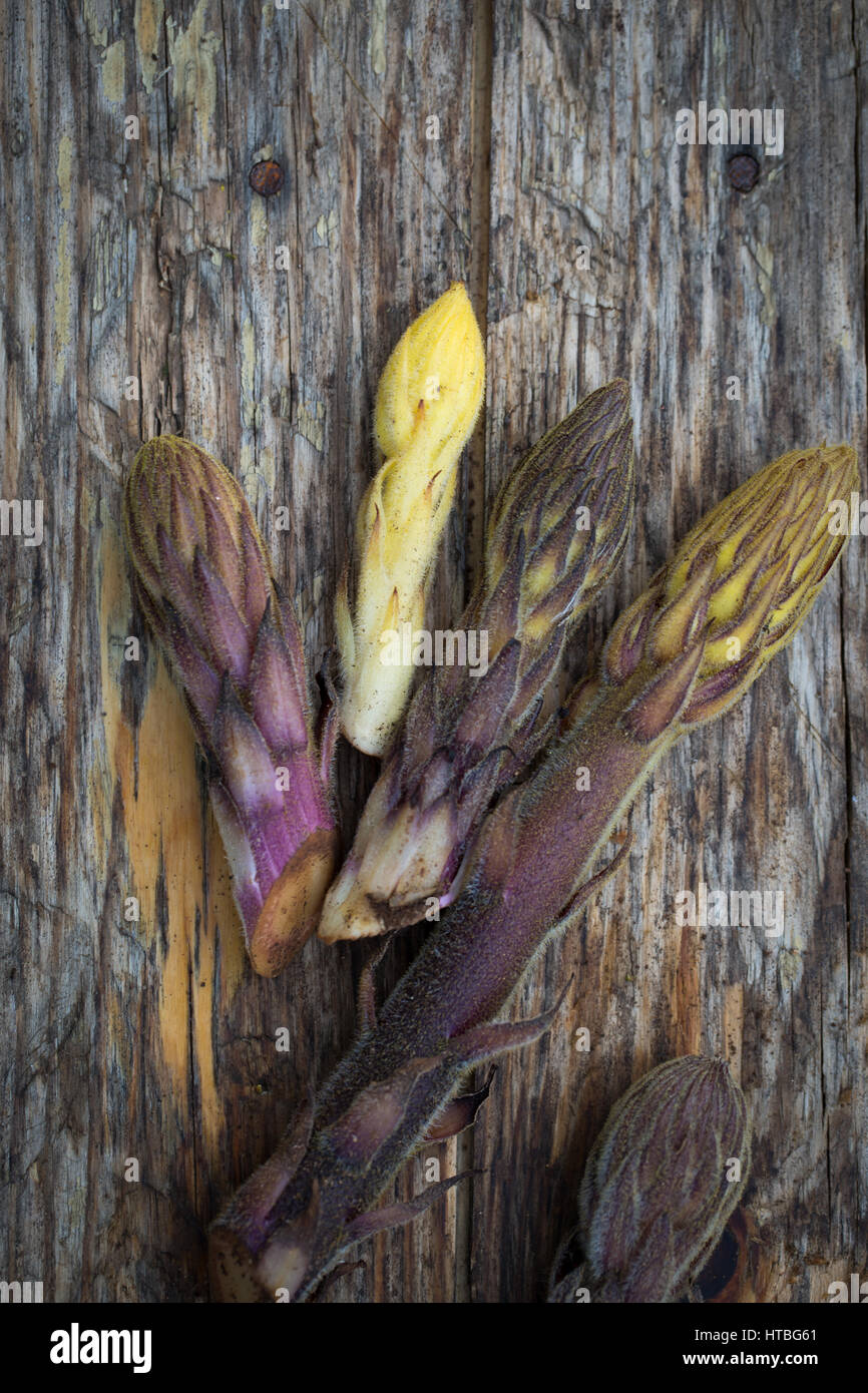 Wild Bean Roman, eine gemeinsame italienische Parasit Pflanze, die in den Bohnen Stockfoto