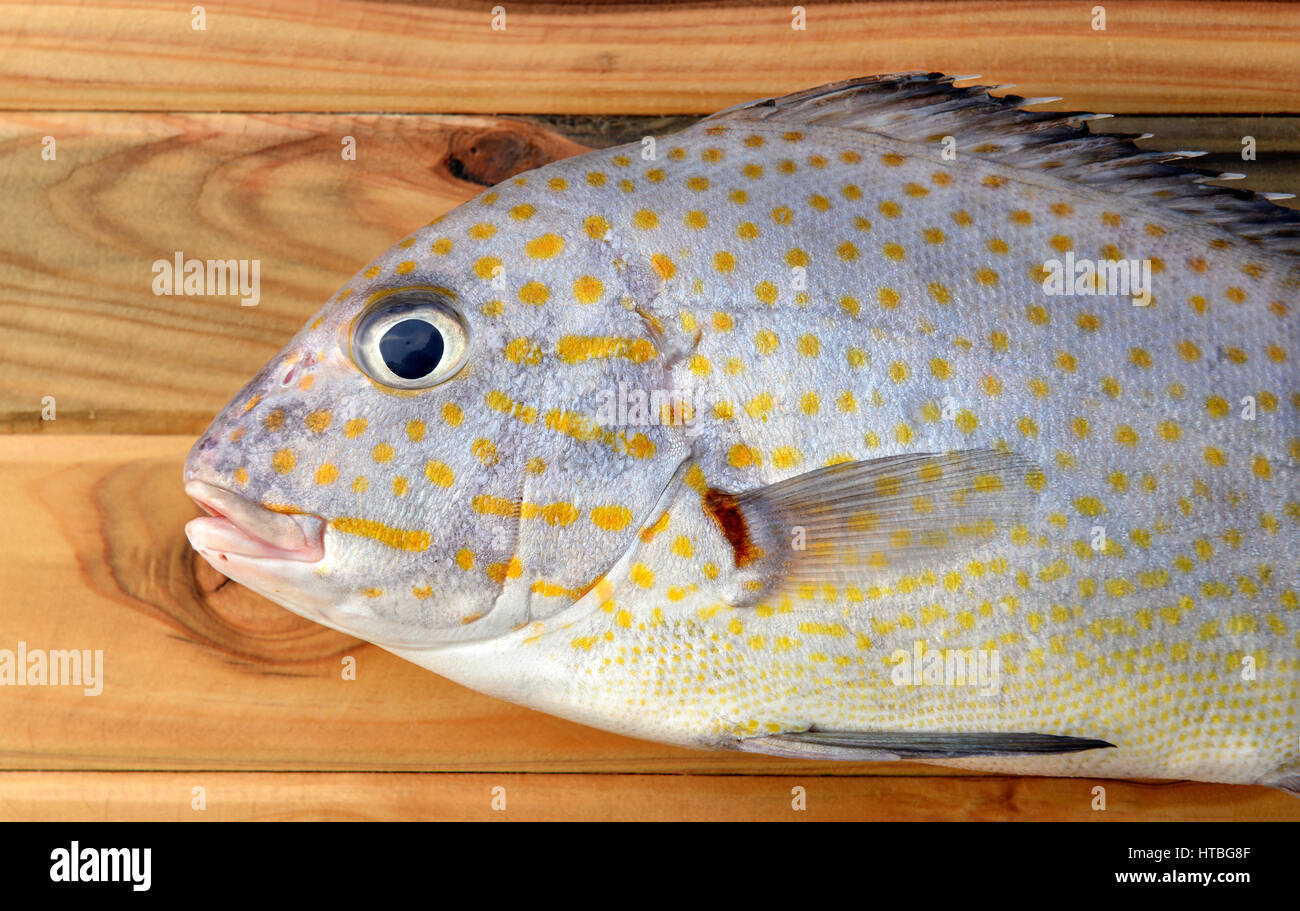 frisch lackierte Süsslippen Fisch vom Markt auf Holz im Sonnenlicht Stockfoto