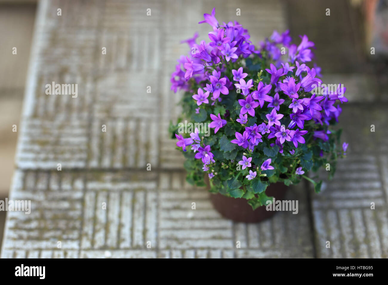 wisteria amethyst falls winterhart Amethyst Falls American Wisteria main image 0