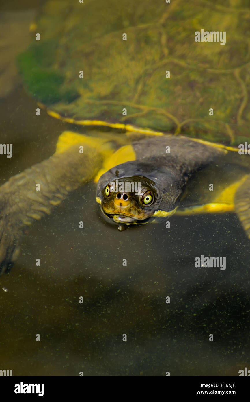 Aquatic turtle schwimmenden treating. Stockfoto