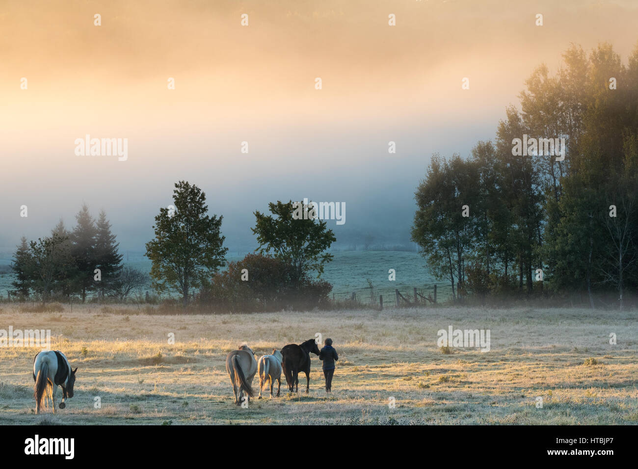 Pferde grasen in der Morgendämmerung, La Pêche, Les Collines-de-l'Outaouais, Quebec, Kanada Stockfoto