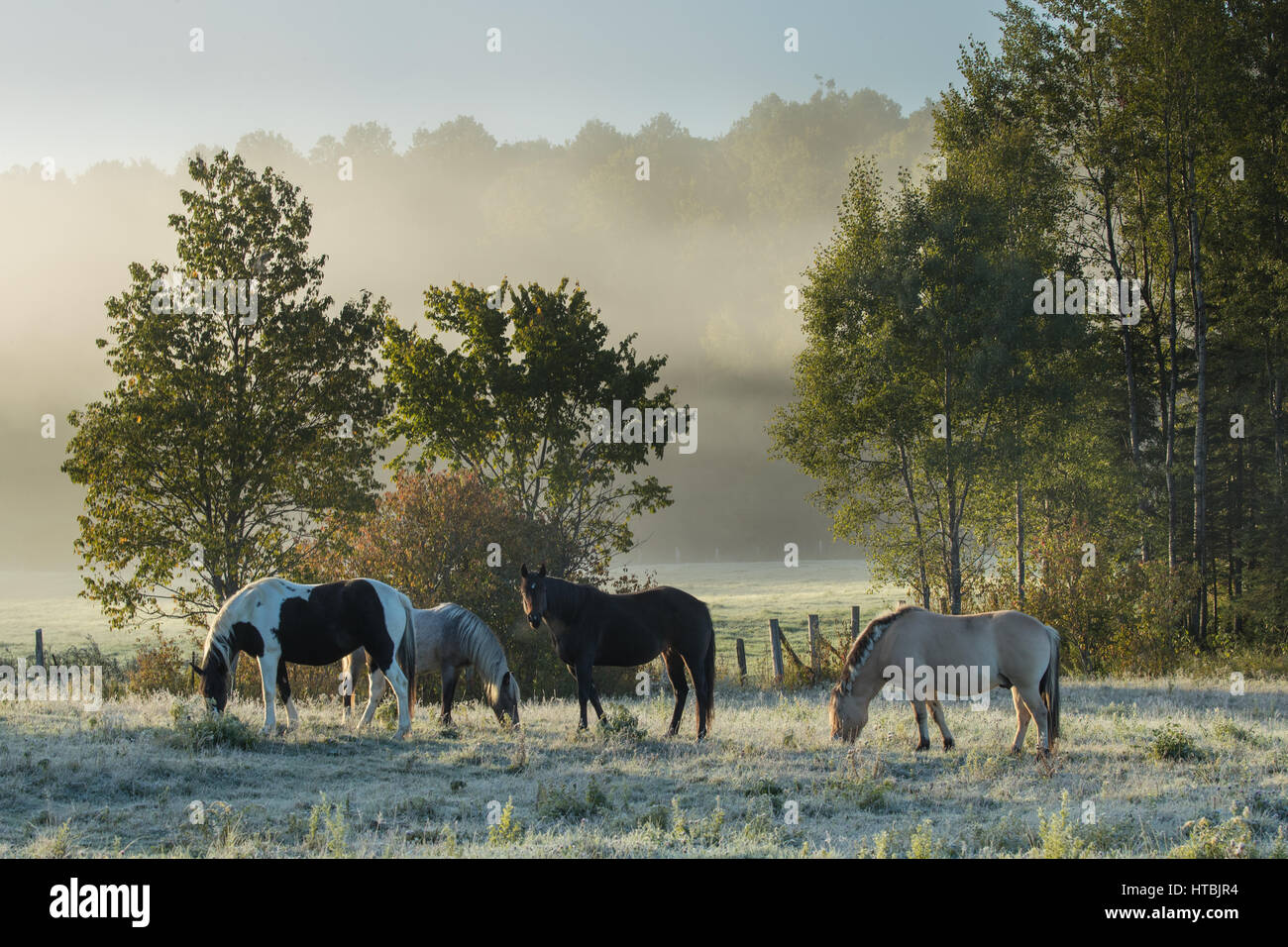 Pferde grasen in der Morgendämmerung, La Pêche, Les Collines-de-l'Outaouais, Quebec, Kanada Stockfoto