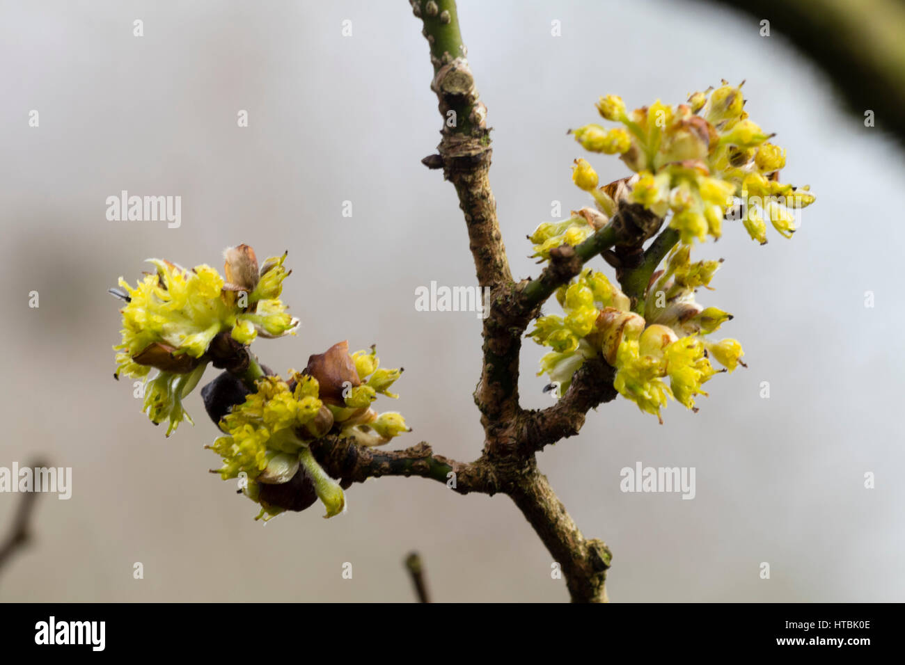 Wispy Gelbe Frühlingsblumen der kleine Laubbaum, Lindera obtusifolia Stockfoto