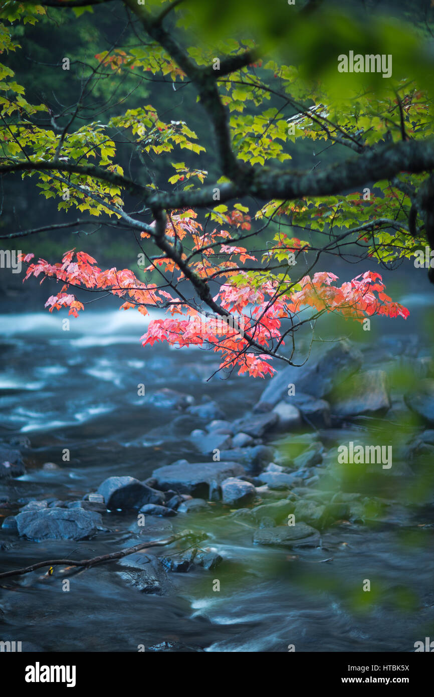 Herbstfarben entlang des Habichtsbitterkraut Flusses, Habichtsbitterkraut Rapids Park, Ontario, Kanada Stockfoto