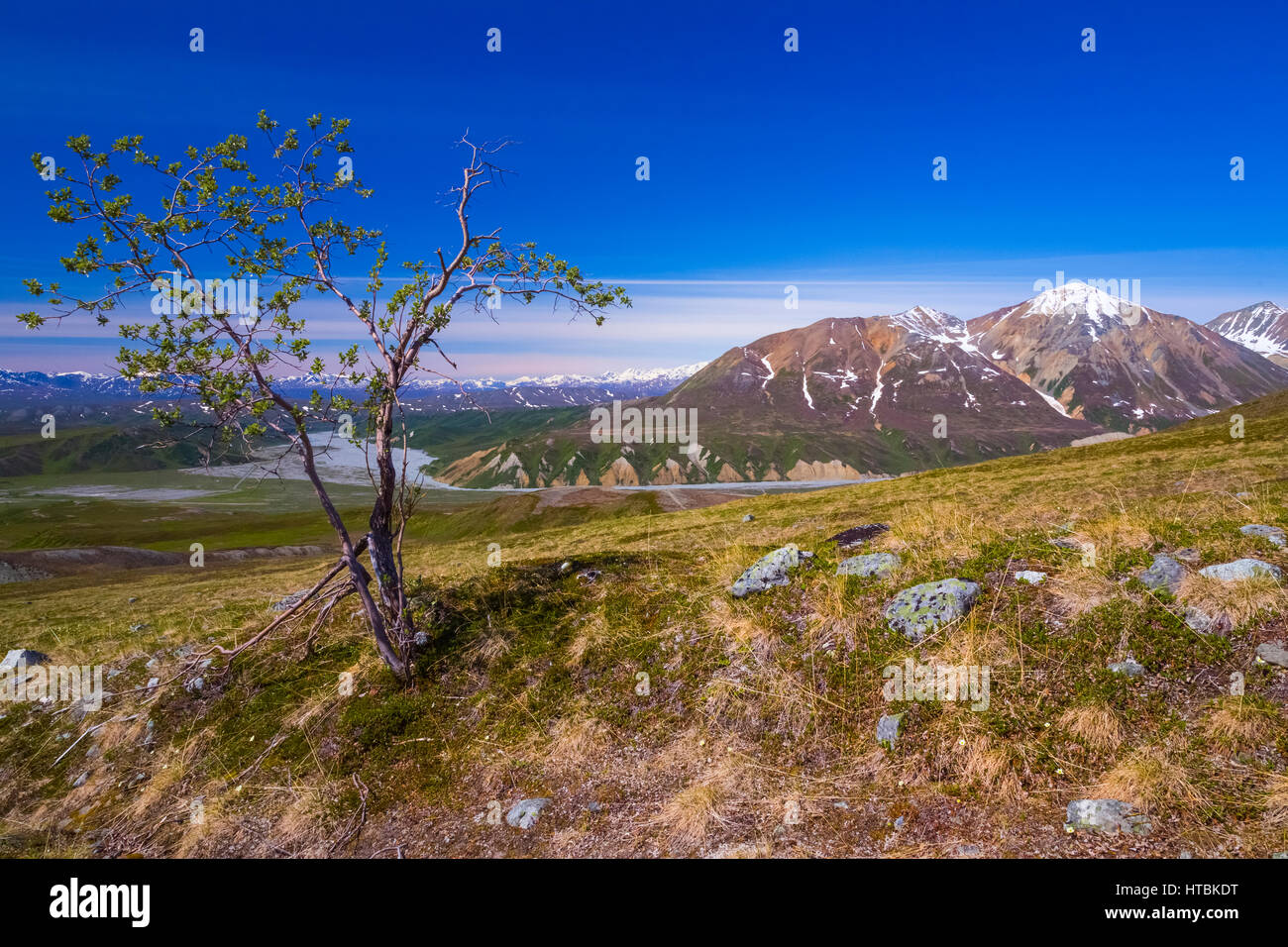 Ein einsamer Baum wächst in der Tundra in der Nähe von Gulkana Gletscher in die Alaska Range; Alaska, Vereinigte Staaten von Amerika Stockfoto