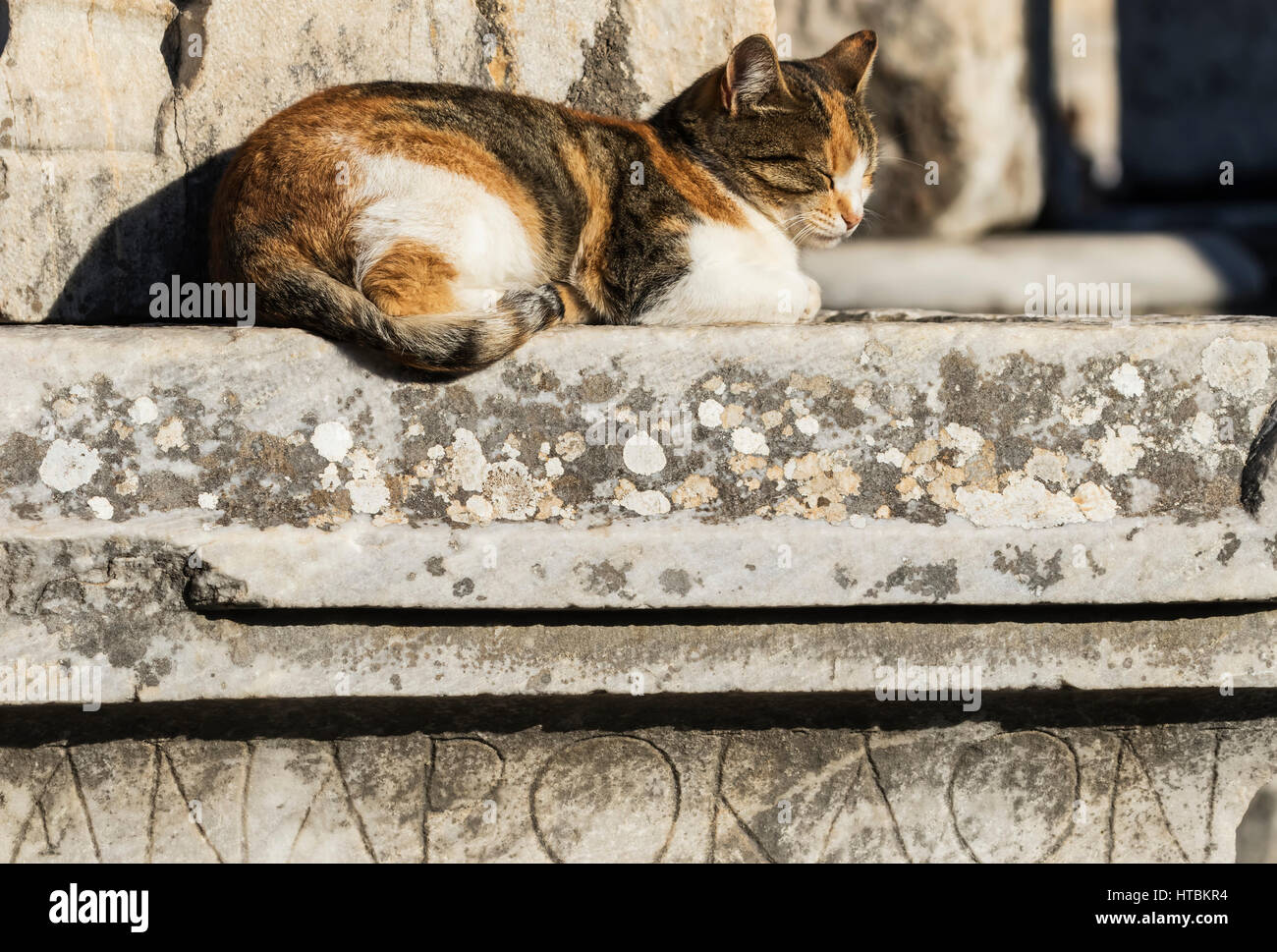 Katze unter den Ruinen; Ephesus, Izmir, Türkei Stockfoto
