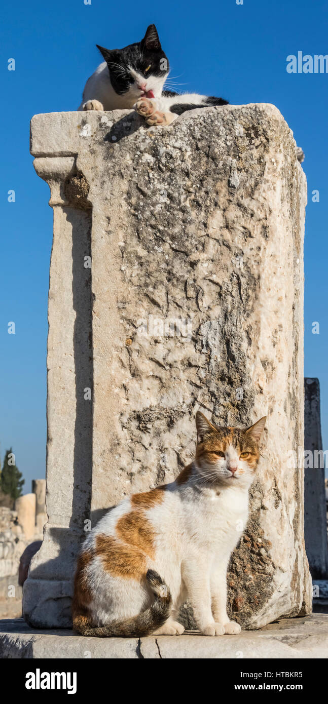Katzen unter den Ruinen; Ephesus, Izmir, Türkei Stockfoto