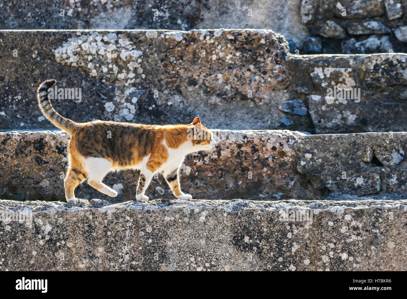 Katze im Amphitheater; Ephesus, Izmir, Türkei Stockfoto