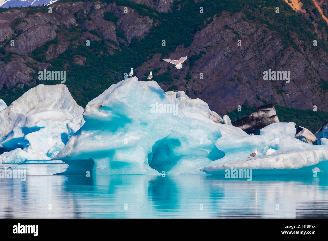 Möwen ruhen auf Eisberge in der Gletscherlagune Bär Kenai-Fjords-Nationalpark; Alaska, Vereinigte Staaten von Amerika Stockfoto