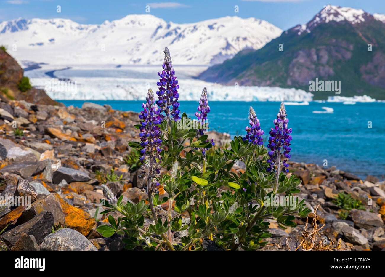 Lupine (Lupinus Nootkatensis) wächst an einem steinigen Strand in Kenai Fjords Nationalpark mit Bear Glacier im Hintergrund; AK, USA Stockfoto