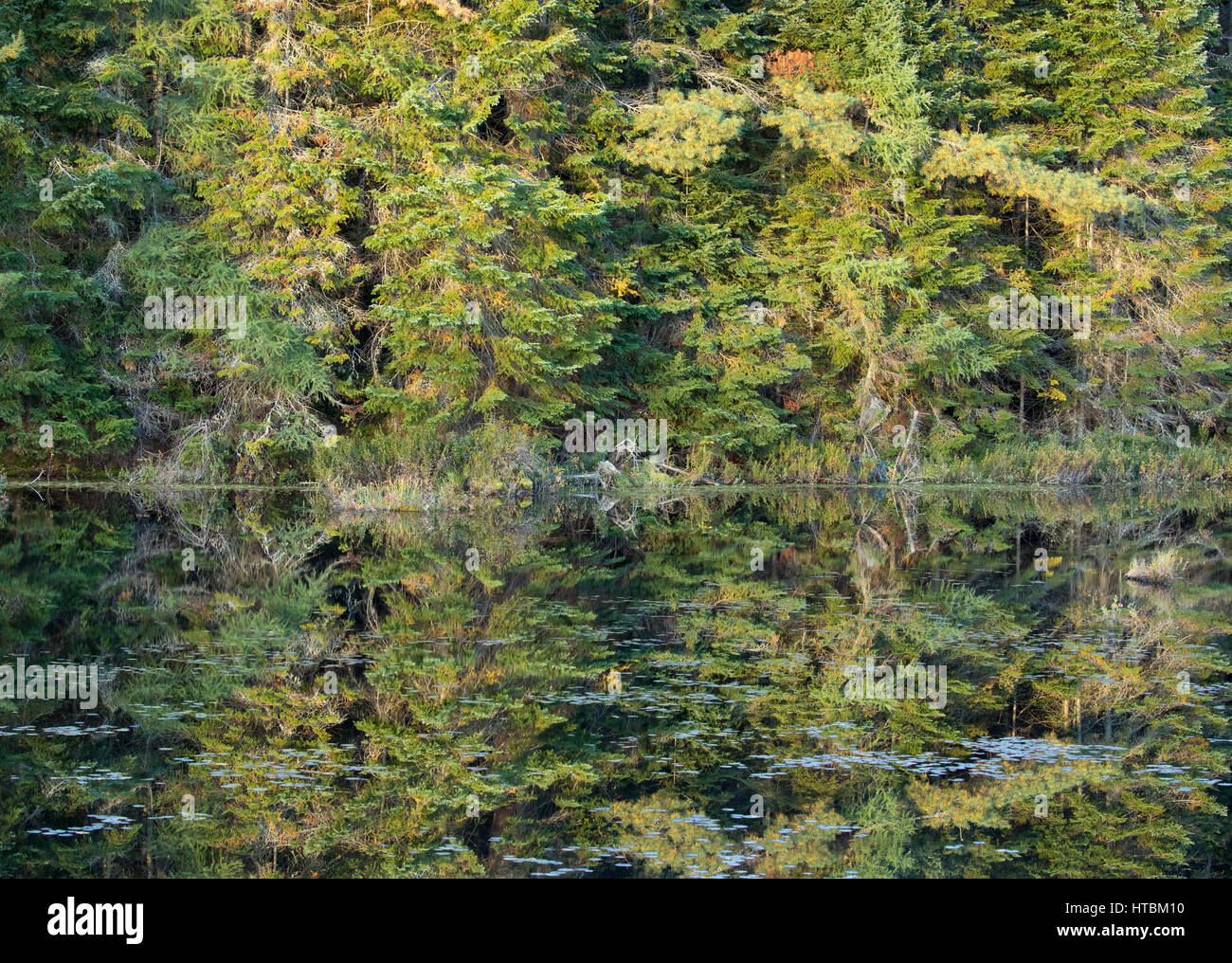 Dawn, Wolf heulen Teich, Algonquin Provincial Park, Ontario, Kanada Stockfoto