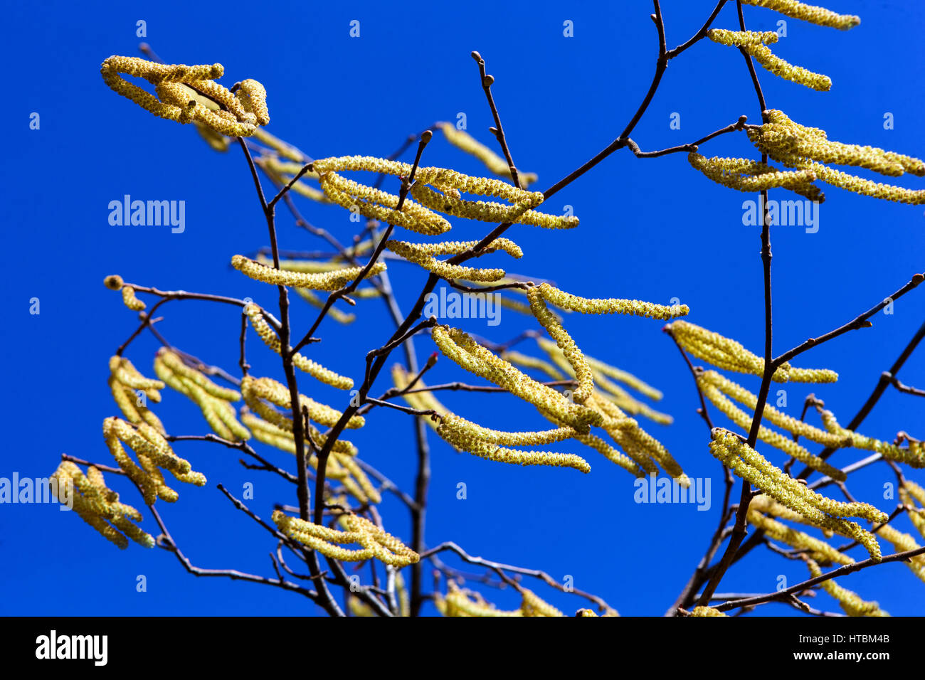 Corylus avellana Korkenzieher Hazel Kätzchen im Wind Stockfoto