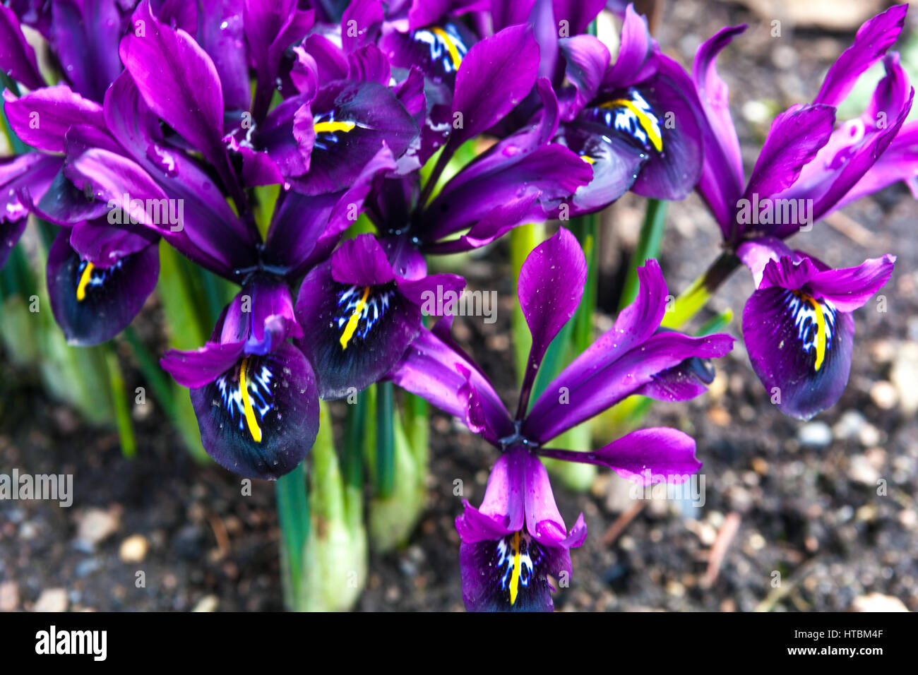Purple Iris reticulata 'George' Frühling lila Blüten Stockfoto