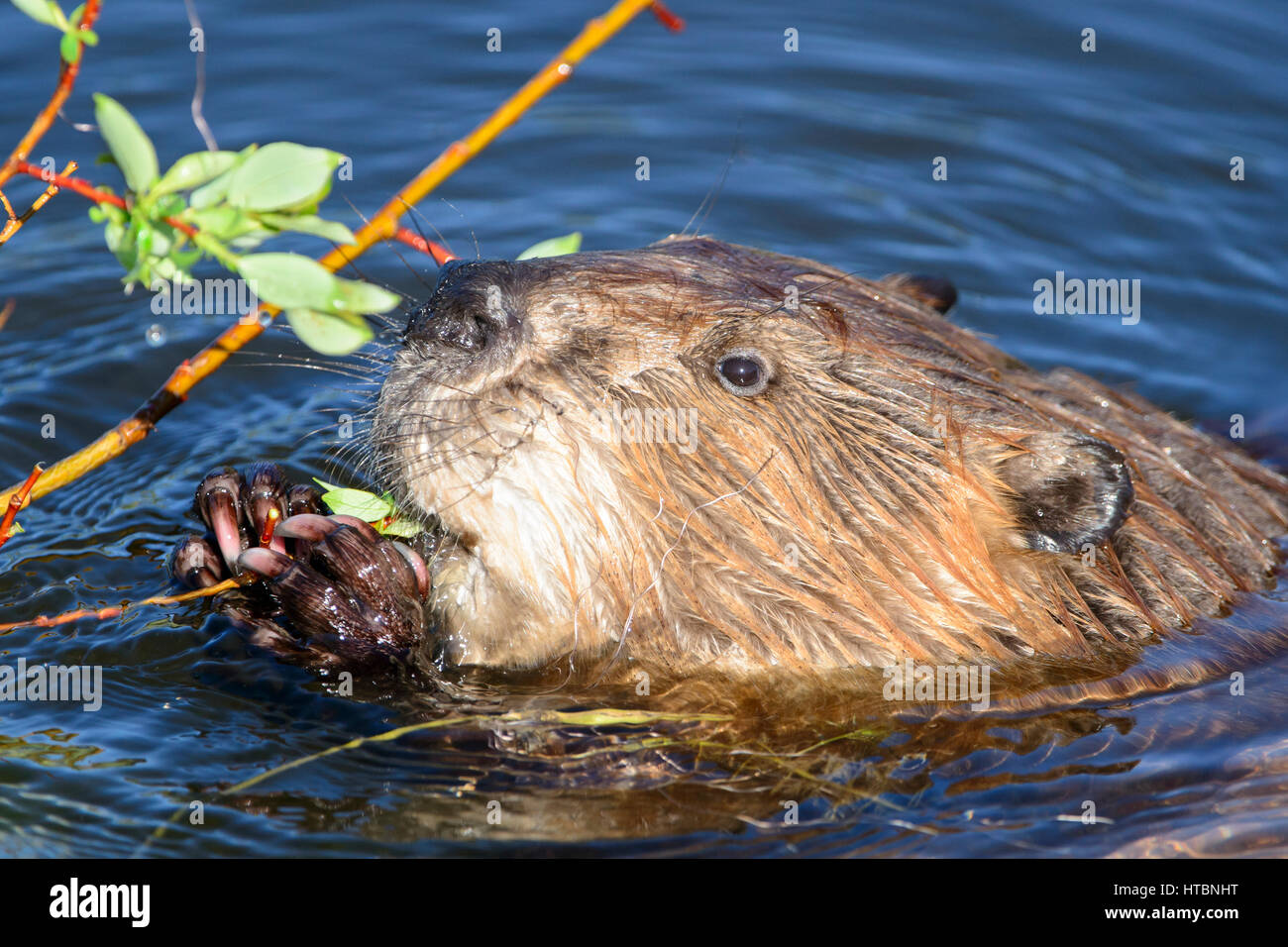 Amerikanischer Biber (Castor Canadensis) kauen auf einem Ast, Nordamerika Stockfoto