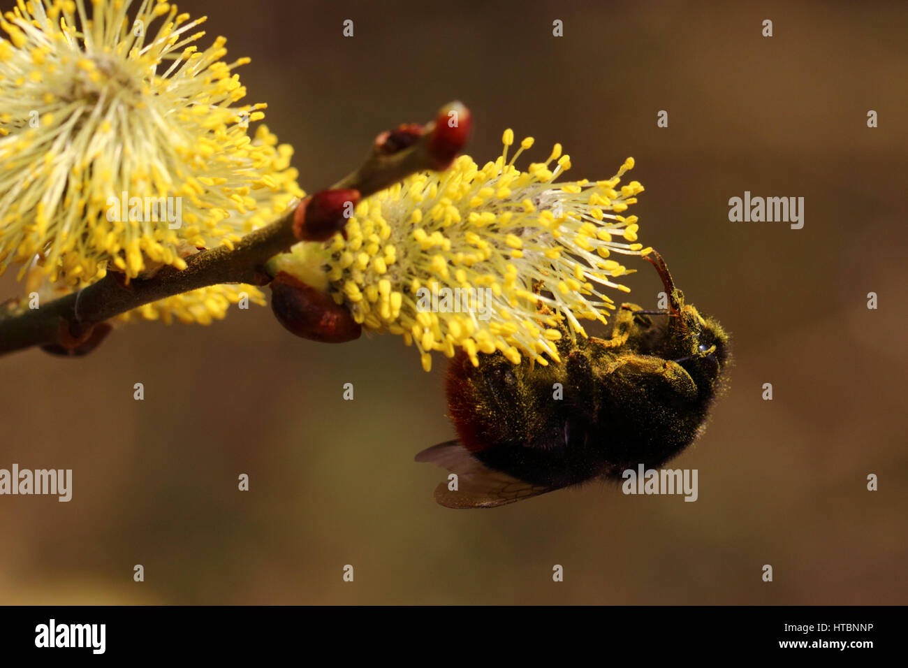 Rotschwanz-Bumblebee Stockfoto