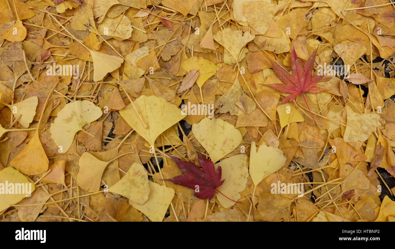 Boden voller gelber Ginkgo Blätter im Herbst, Japan. Stockfoto