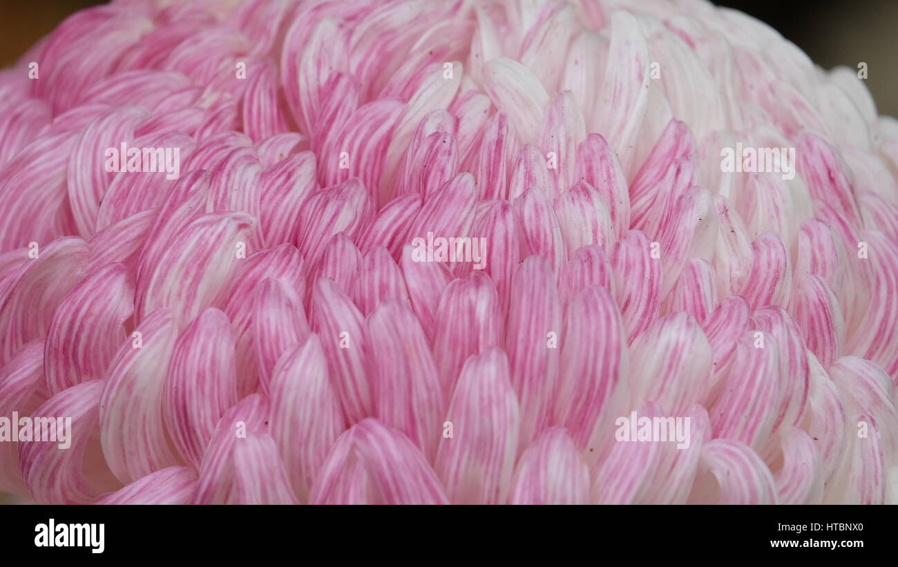 Nahaufnahme der Blütenblätter eine zweifarbige rosa und weißen japanischen Chrysantheme Stockfoto