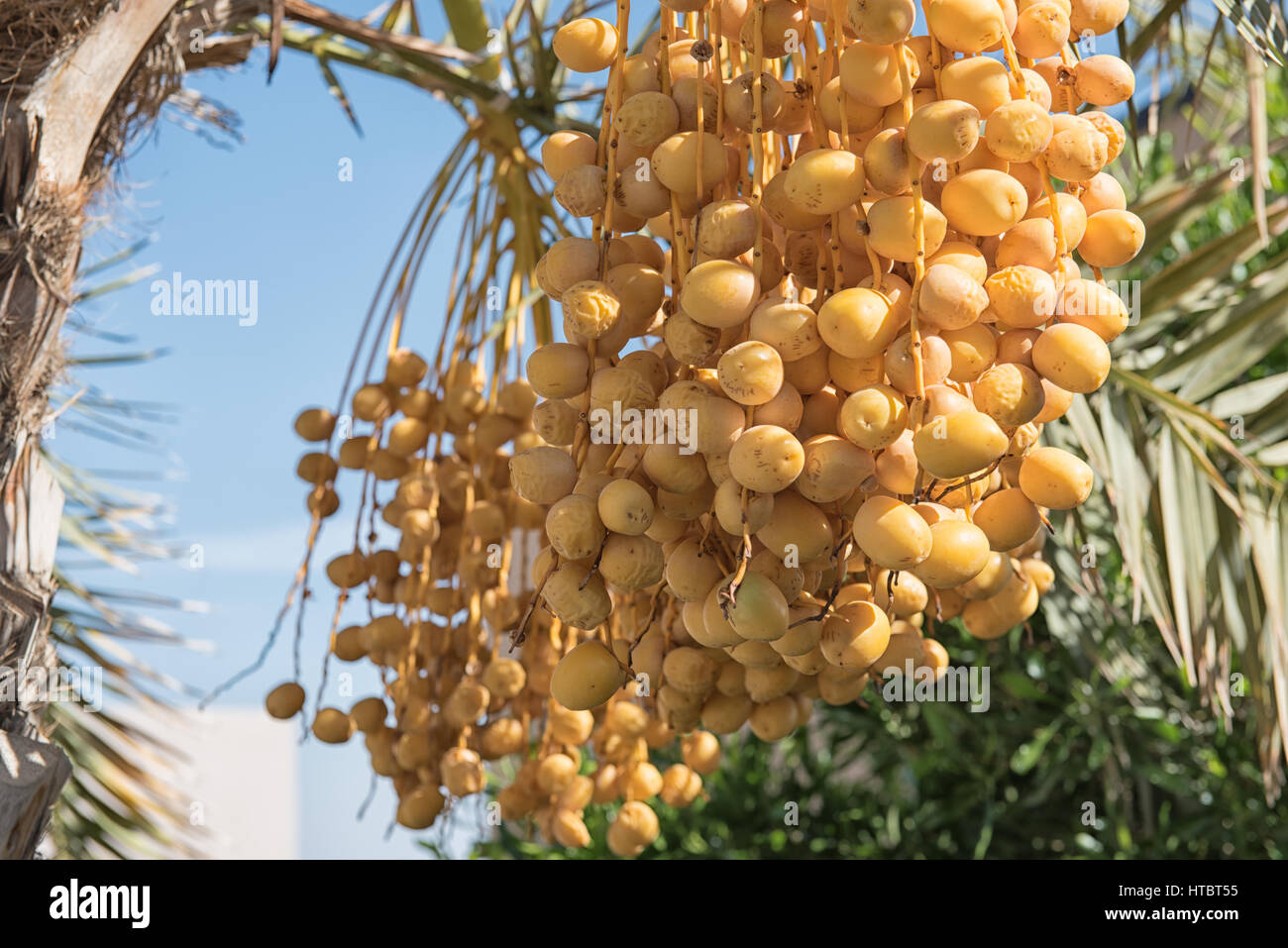 Eine Reihe von gelben Termine auf einer Dattelpalme Stockfoto