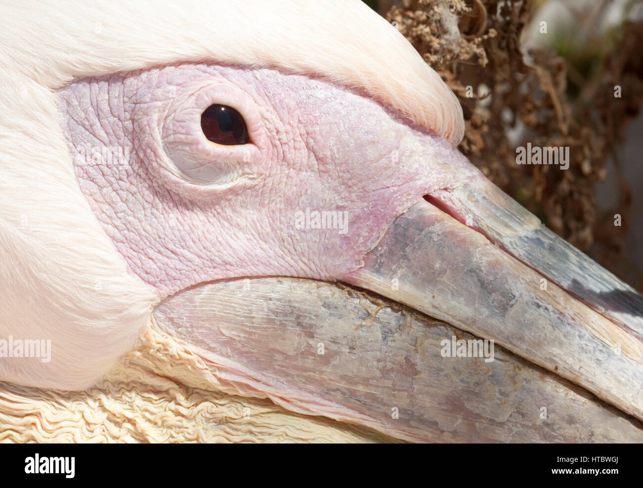 Petros, ein großer weißer Pelikan (Pelecanus onocrotalus), das Maskottchen von Mykonos. Nahaufnahme der Fläche. Stockfoto