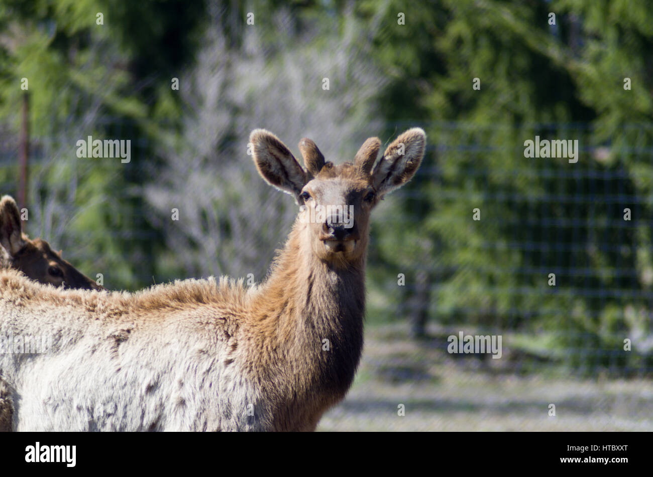 Elch auf einen Elch-ranch Stockfoto