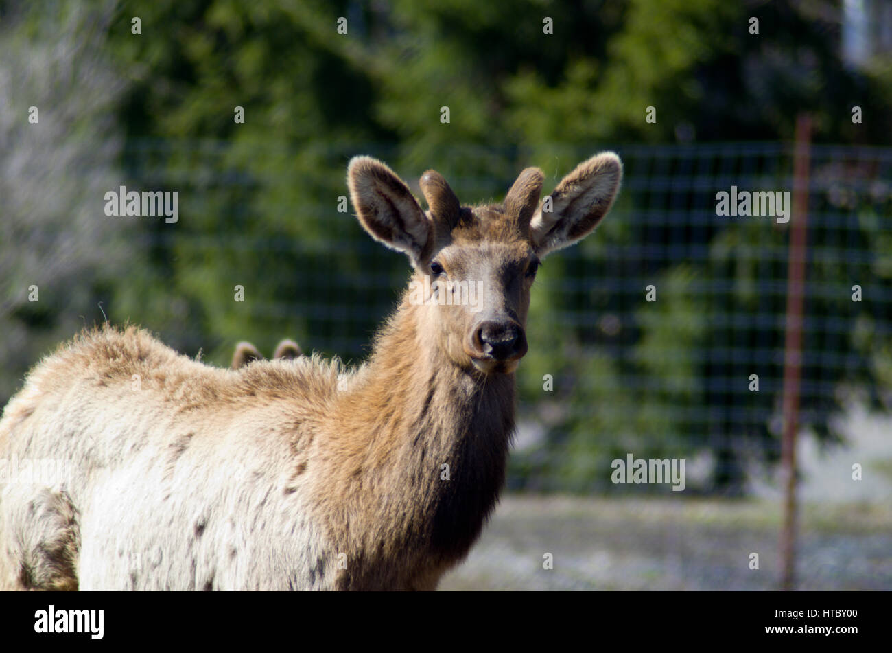 Elch auf einen Elch-ranch Stockfoto