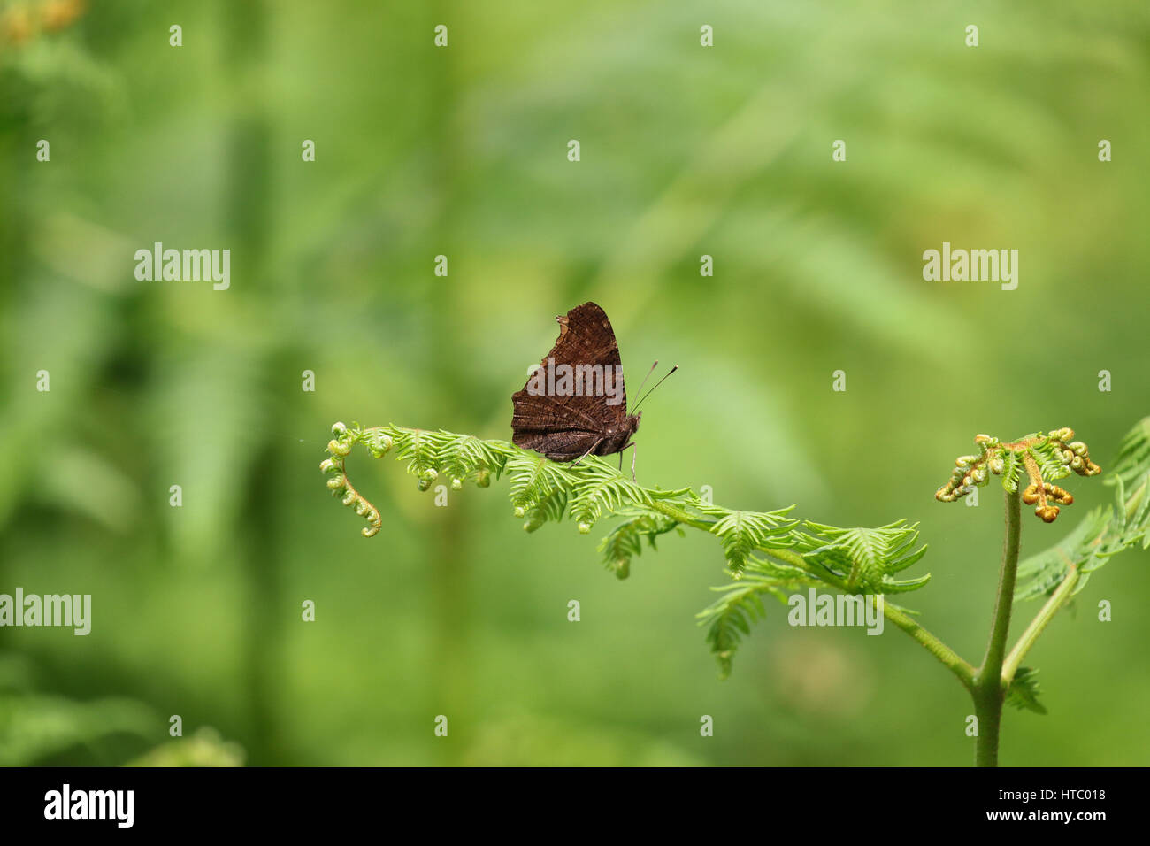 Tagpfauenauge auf ein neues Blatt der Farn mit Schwerpunkt grüne Hintergrund ruht. Stockfoto