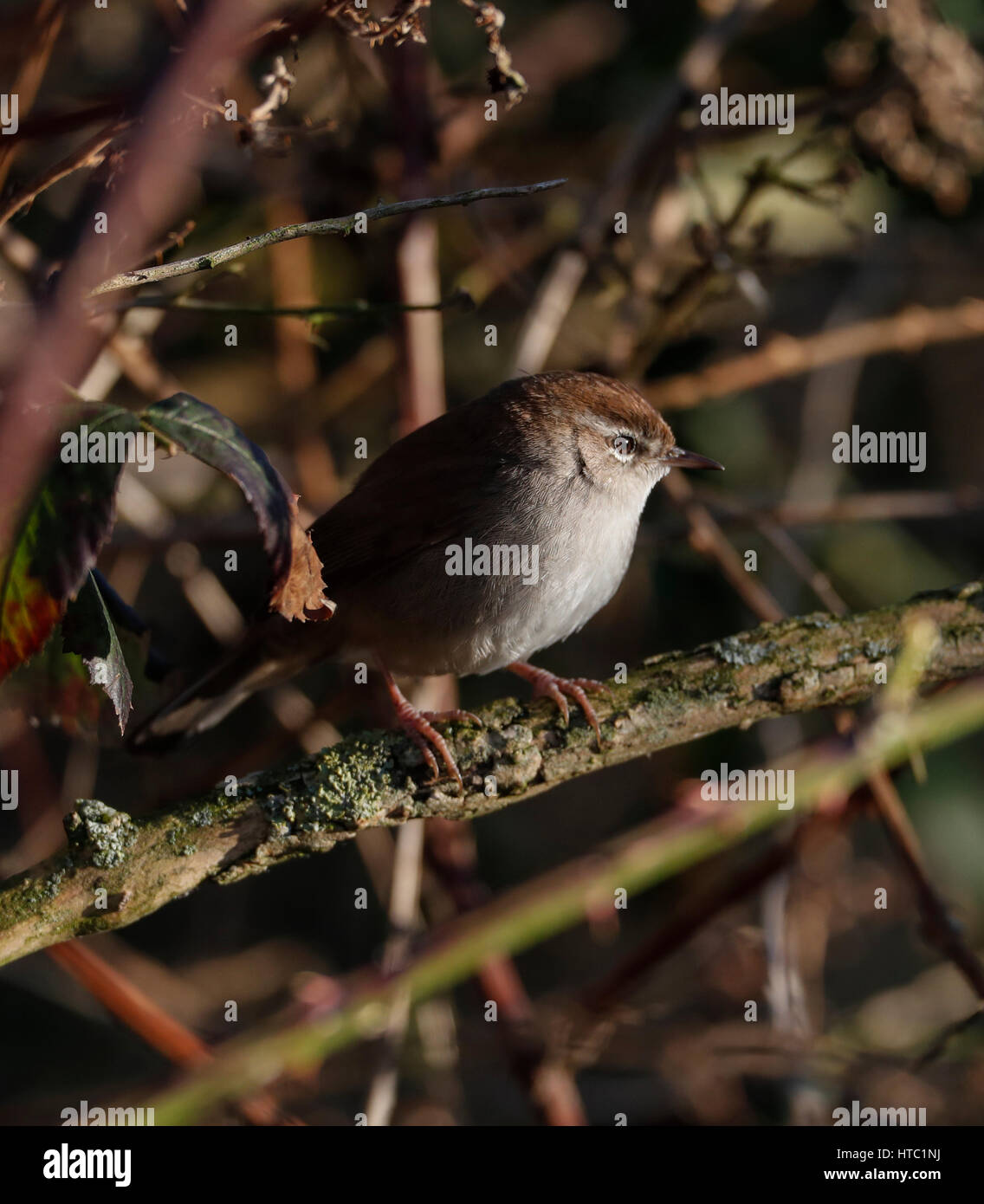 Die Cetti Warbler thront in Baum Stockfoto