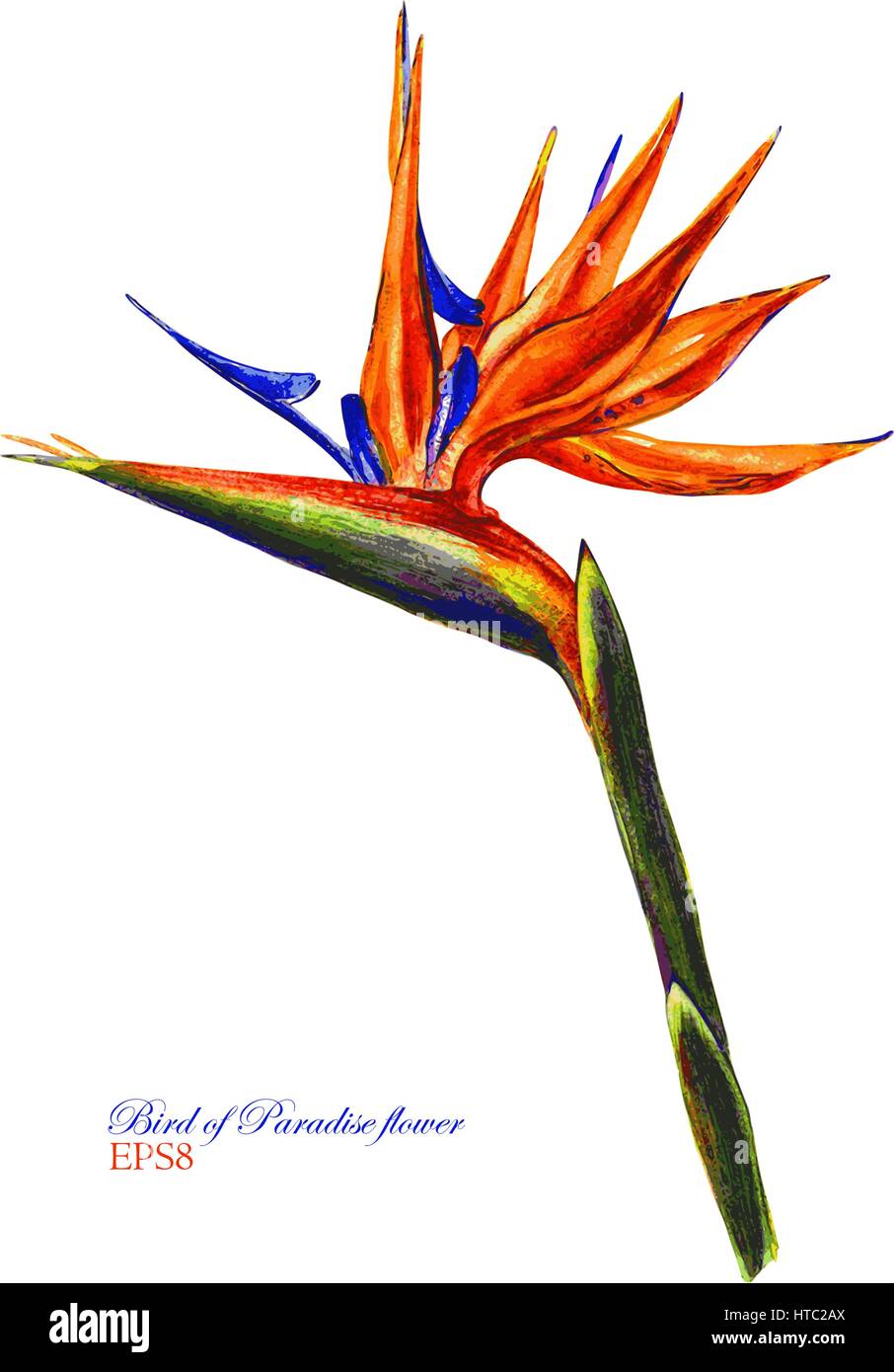 Bird Of Paradise, tropischen Strelitzia Blume. Vektor-Aquarell, sehr detaillierte botanische Illustration. Isoliert auf weißem Hintergrund. Stock Vektor