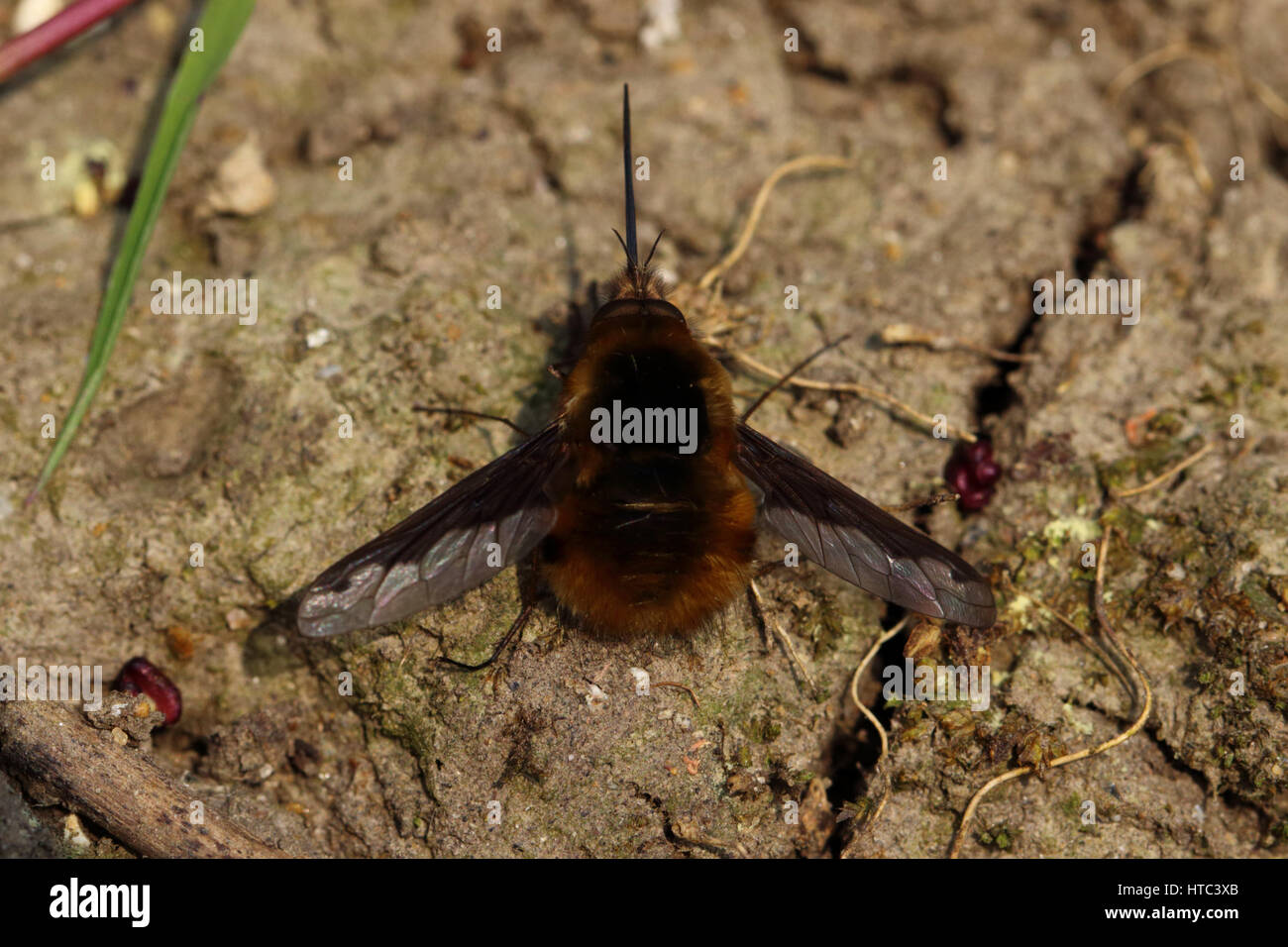 Bee-fly aalen sich in der Sonne auf dem Boden Stockfoto